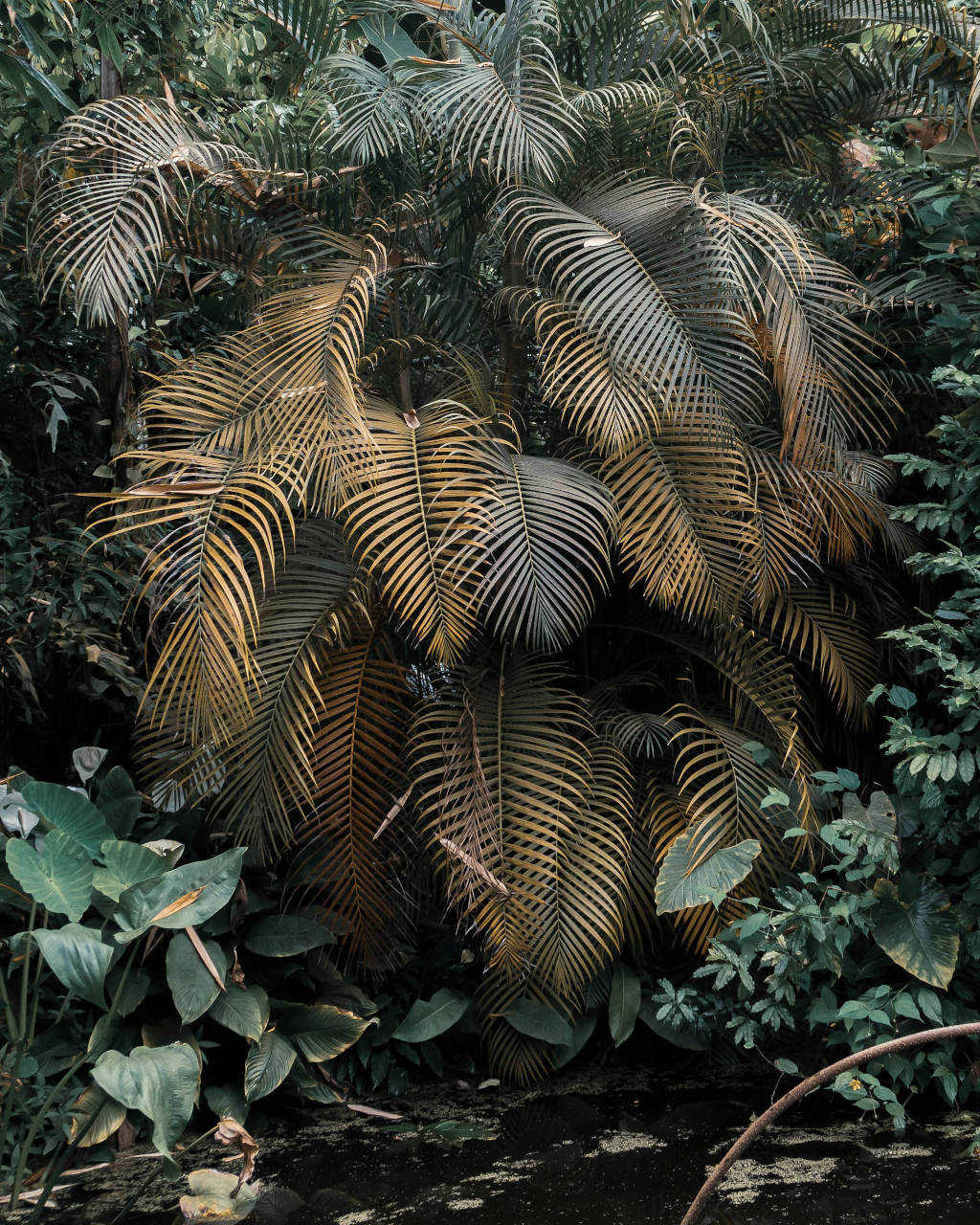 Dans les serres de l'Hortus Botanicus, quartier du Plantage à Amsterdam - Photo d'Alp Ancel.