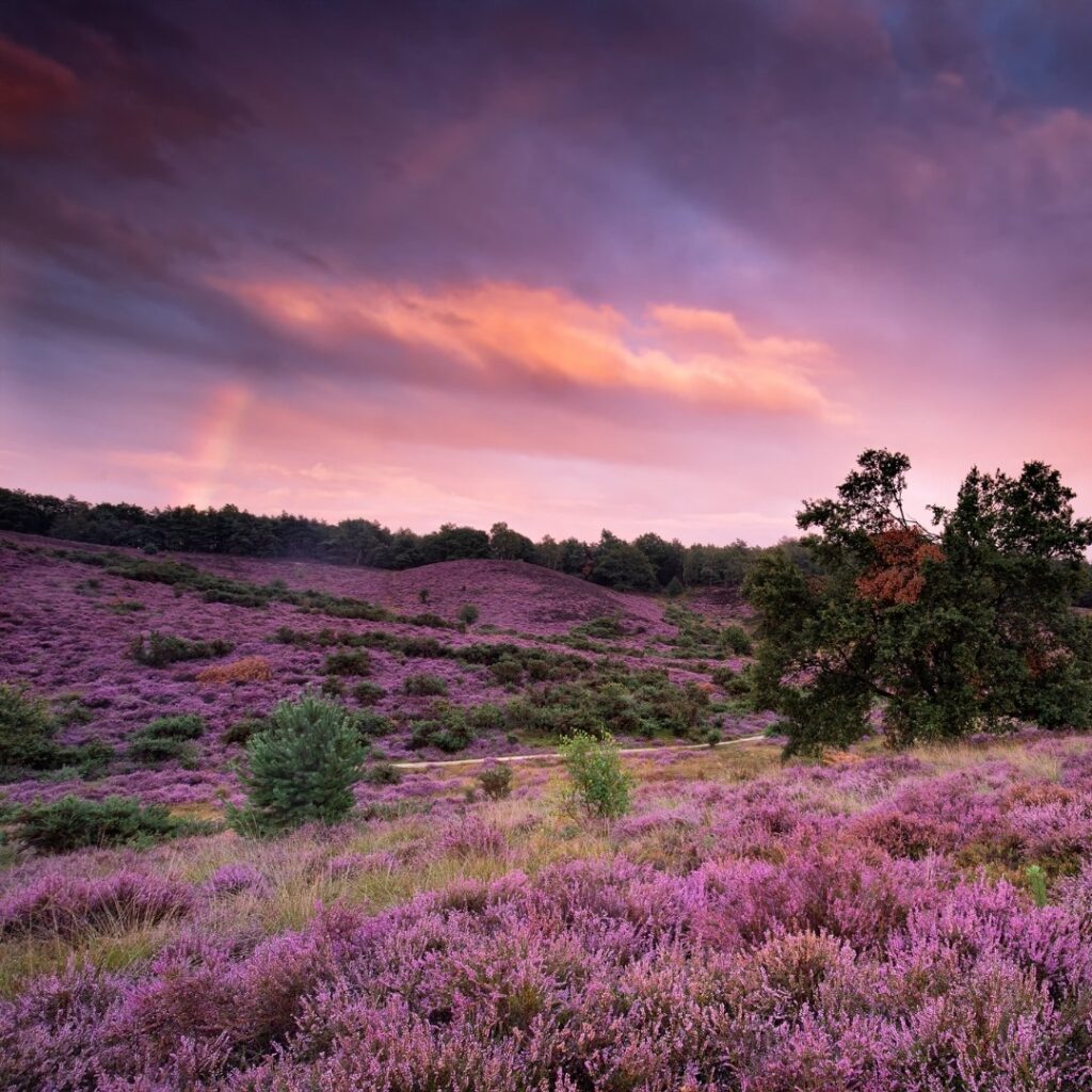 Paysage néerlandais dans This is Holland, voyage en 5D au-dessus des Pays-Bas.