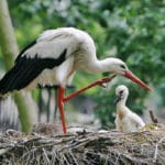 Zoo d’Amsterdam (Artis) : zoo, aquarium, planetarium…