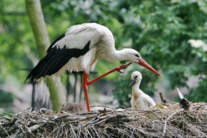 Zoo d’Amsterdam (Artis) : zoo, aquarium, planetarium…