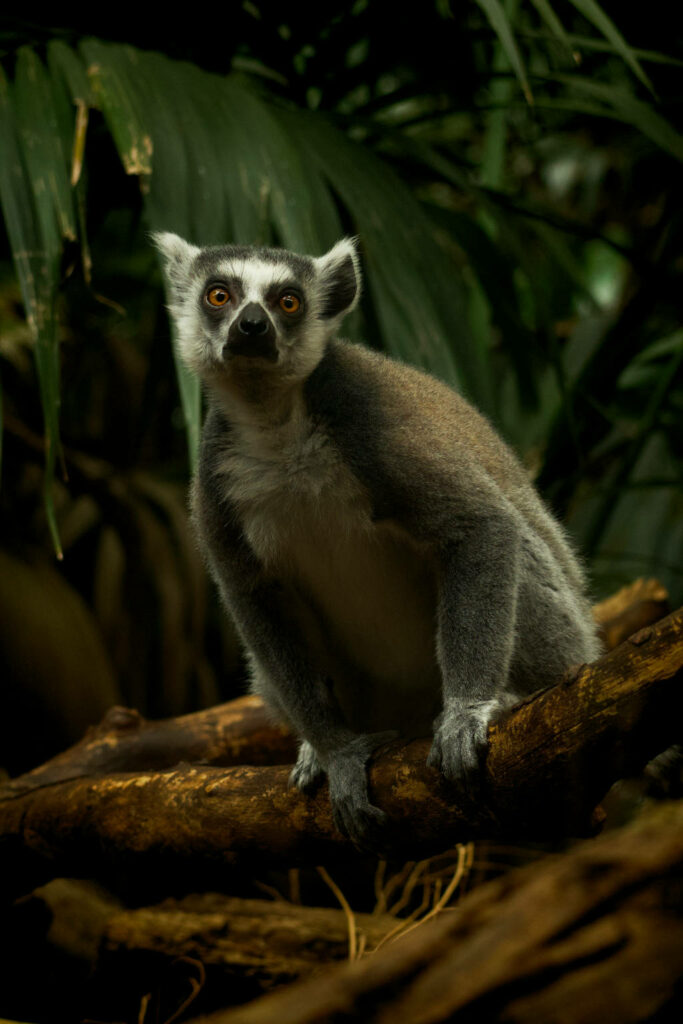 Lémurien dans le Zoo Artis à Amsterdam - Photo de Caitlyn Vermeij.