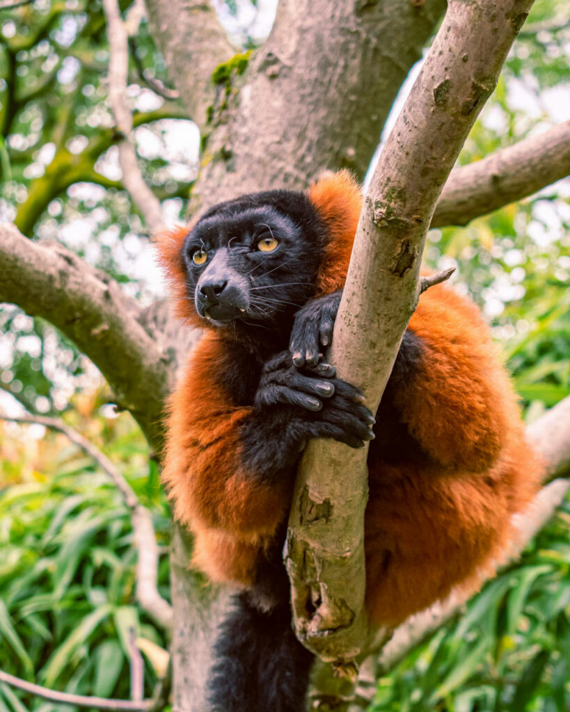 Primate dans le Zoo Artis d'Amsterdam - Photo de Michalis Mantelos Y