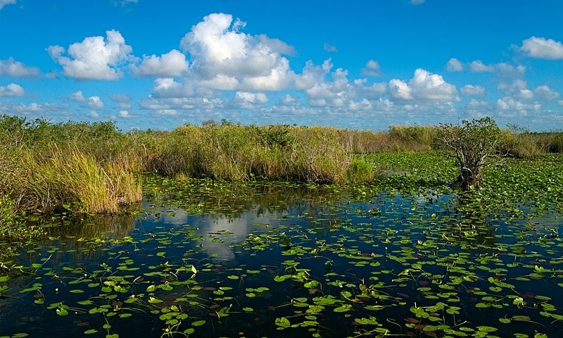 Dans le parc des Everglades en Floride - Photo de Daniel Kraft - Licence ccbysa 3.0