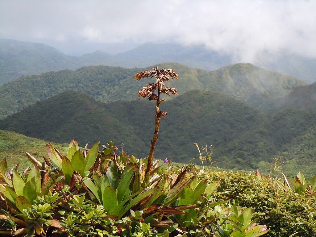 Guzmania plumieri sur l'île de la Guadeloupe - Photo de Patrice 78500 - Licence ccbysa 3.0