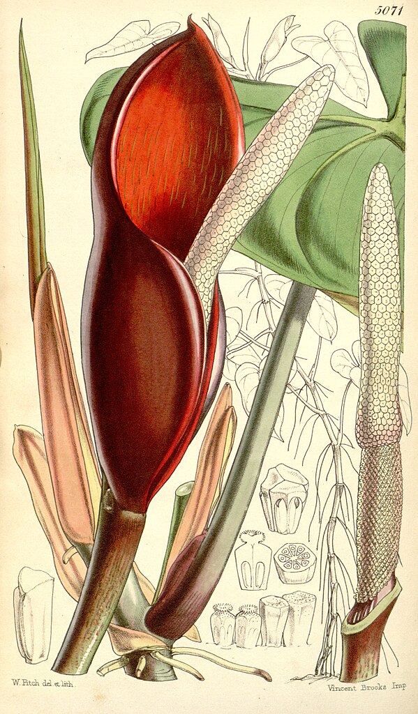 Dessin botanique du Philodendron erubescens (1858).