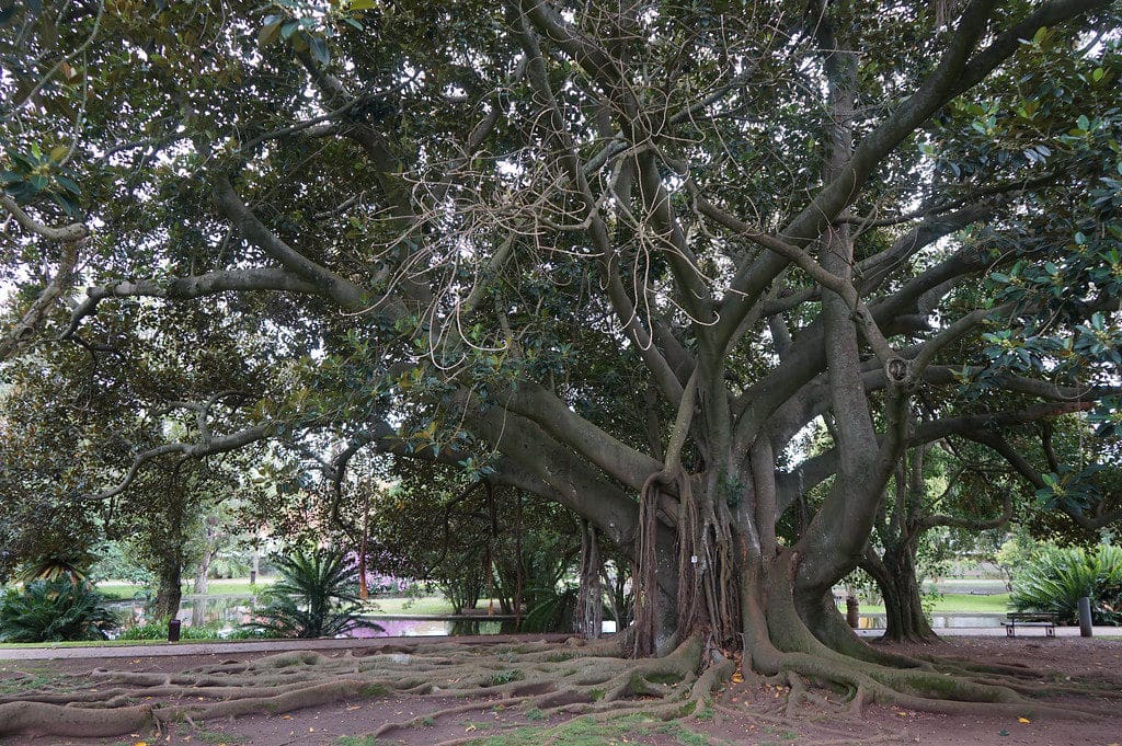 Ficus géant dans la jardin botanique de Belem.