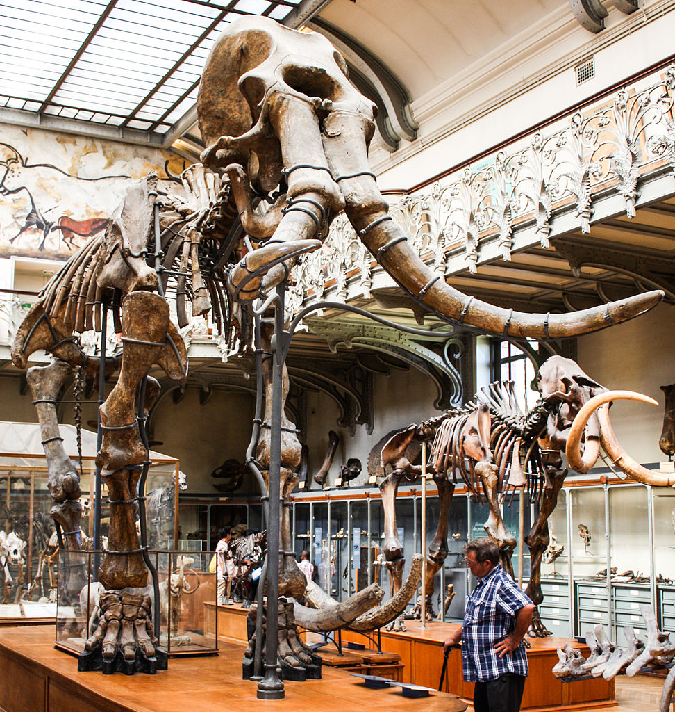 Squelettes de mammouth dans le Natural History Museum  - Photo de Shadowgate - Licence ccby 2.0