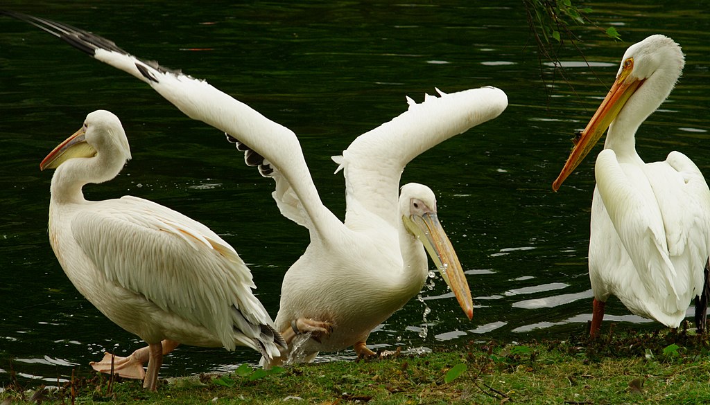 Pélicans du St James s Park - Photo d'User-DaveJB - licence ccbysa30-migrated