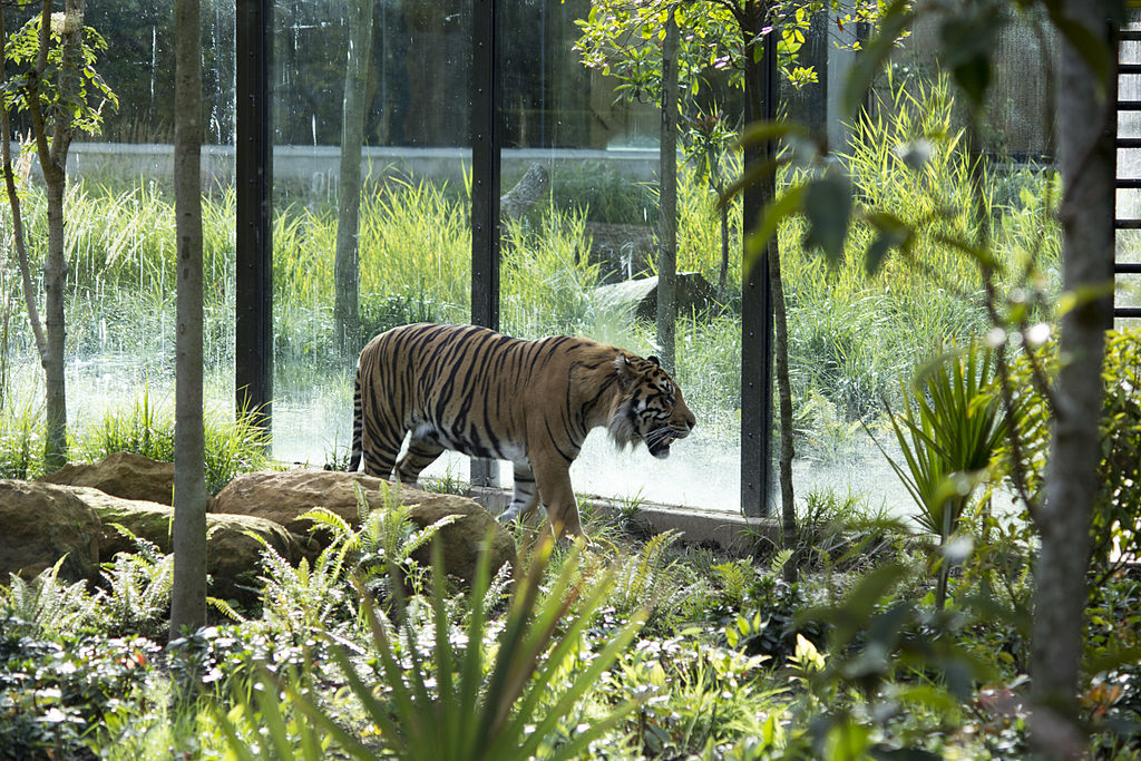 Tigre du Zoo de Londres - photo de Katie Chan - licence ccbysa 3.0
