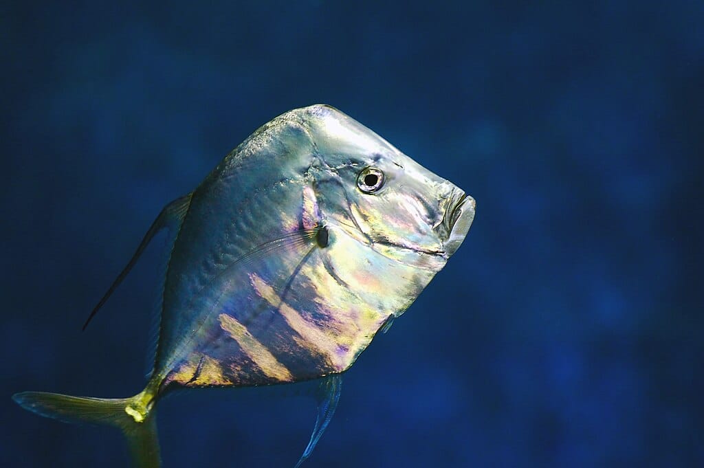 Dans l'aquarium de Lyon - Photo de Romain Guy - Licence C0