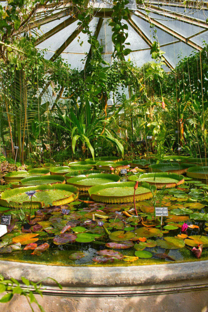 Dans les serres topicales du jardin botanique du Parc de la Tête d'Or - Photo de Vegonaise