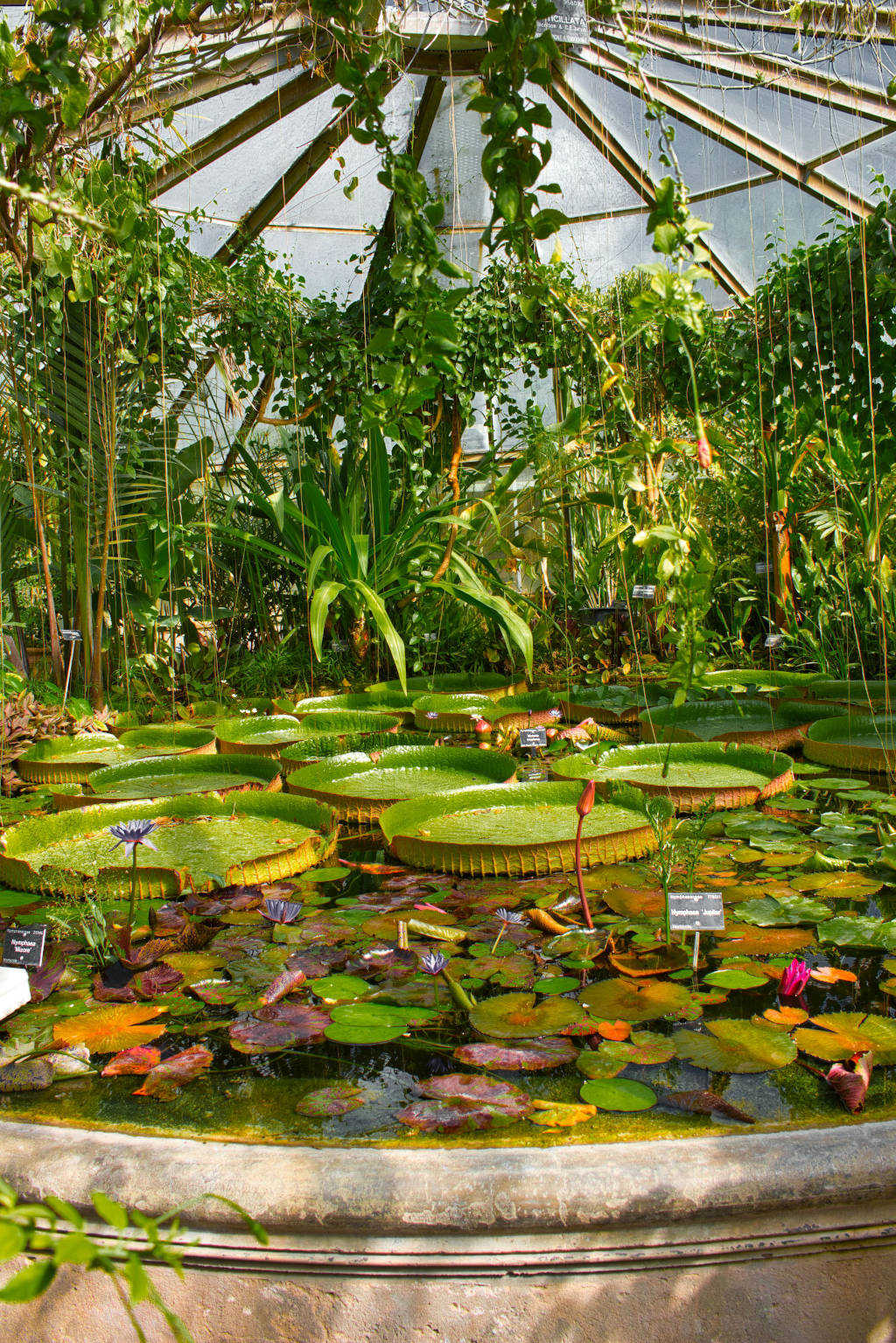 Dans les serres topicales du jardin botanique du Parc de la Tête d'Or - Photo de Vegonaise 