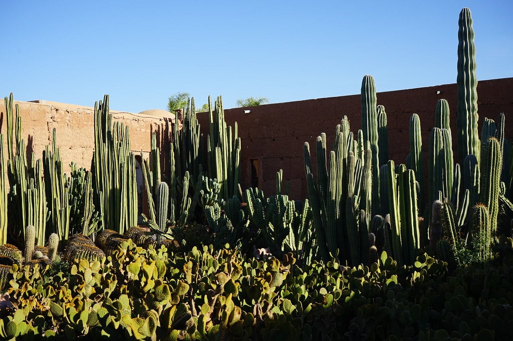 Cactus dans le Musée de la Palmeraie.