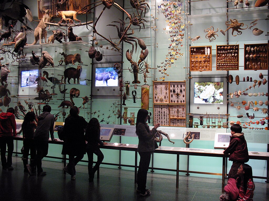 Dans le Musée d'Histoire naturelle de NY - Photo d'anagoria - Licence ccby 3.0