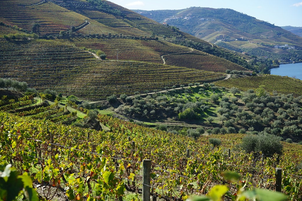 Vigne à perte de vue à proximité d'Adorigo.