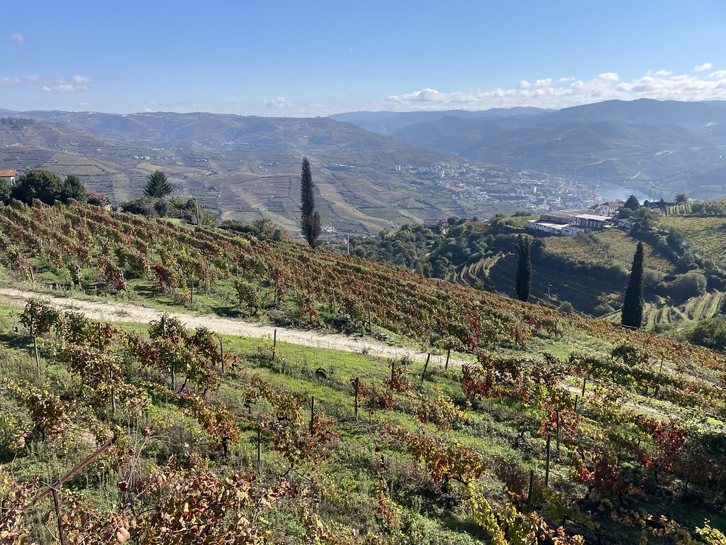 Vignobles dans la vallée du Douro au-dessus de Peso da Régua.