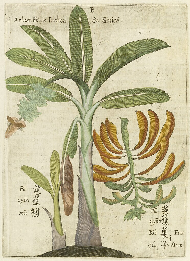 Illustration de la flore chinoise avec ici des bananes (17e siècle) dans la collection de la Bibliothèque Nationale.